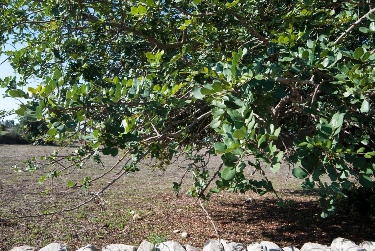 Agriturismo Al Casale Donnafugata Kültér fotó